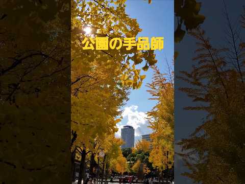 イチョウ並木から公園の手品師(フランク永井)2024 大阪城公園イチョウ並木 #music #song #osaka #大阪城 #イチョウ並木 #御堂筋イルミネーション