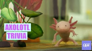 Unleashing the Secrets of Axolotls: A Trivia Adventure - Our Daily Trivia