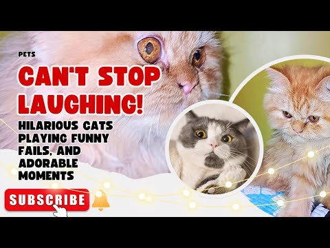 Hilarious Cats Playing, Funny Fails, and Adorable Moments to Make You Smile!