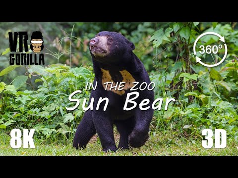 VR in the Zoo: Malaysian Sun Bear (short) - 8K 360 3D