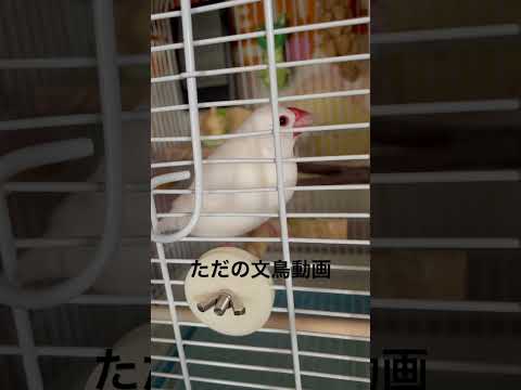 #文鳥　#ちいかわ　#うさぎ　#ぶんちょう