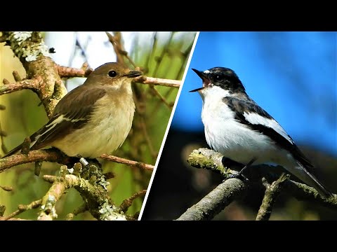 PIED FLYCATCHERS ♫ Calling & Singing