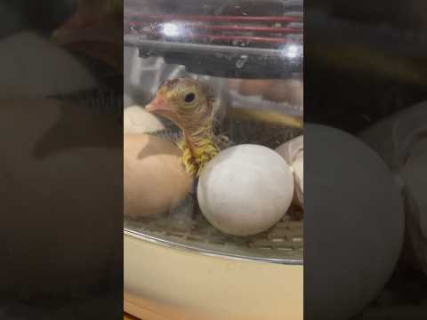 The First Turkey To Hatch | Incubator Nurture Right 360 | #HeritageTurkey #BourbonRedTurkey