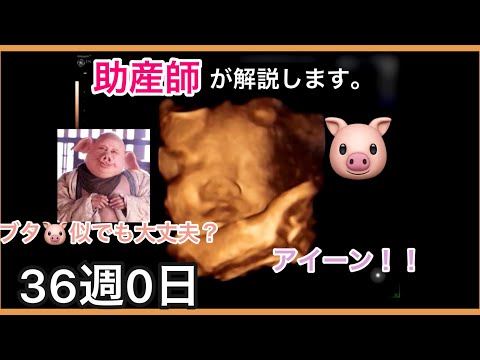 【4Dエコーあり】【妊娠36週】助産師がエコーを解説してみた。妊娠36週　妊娠37週　妊娠38週　妊婦健診10ヶ月