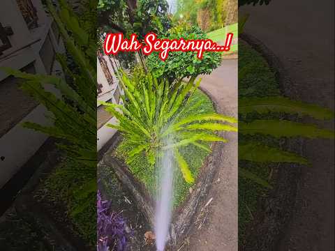 Tanaman jadi segar setelah diguyur #water #garden #tanaman #tanamanhias #tamanindah #taman #shorts