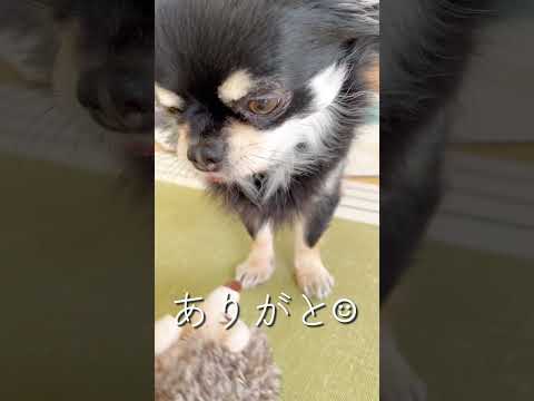 give あげるー　#shorts #dog#pets#animal#animallover #chihuahuas