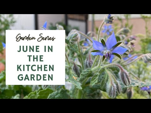 June in the Kitchen Garden - June Garden Tour 🍓🫐 | GARDEN SERIES