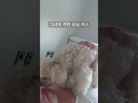 찐한 모닝 키스 #shorts / 얼굴에 꿀 떨어졌니? #댕댕이 #반려견 #말티푸