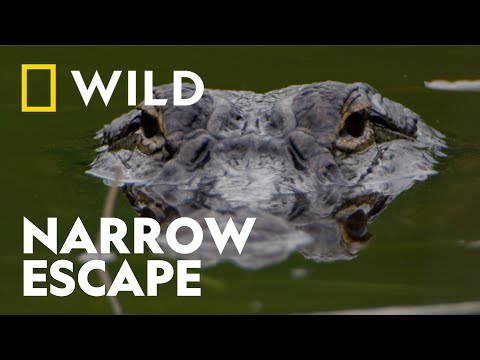 Alligator Tries to Ambush a Deer | House of the Reptiles | National Geographic WILD UK