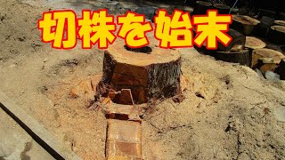 杉の切株の始末　ー　ボロ家暮らしの日常