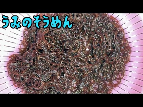 荒波に揉まれて育つ「ウミゾウメン」ずぶ濡れ採取で食べてみた