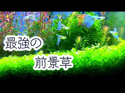 前景草に悩んだときはこれ一択　#アクアリウム