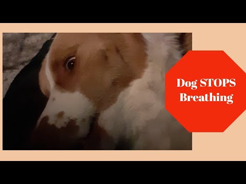 service dog STOPS breathing....