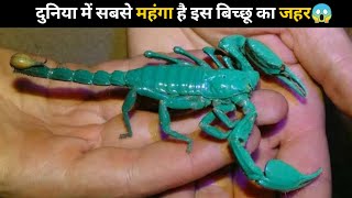 दुनिया में सबसे महंगा है इस बिच्छू का जहर😱 | #shorts #newfactsvideohindi #amazingfactsvideo