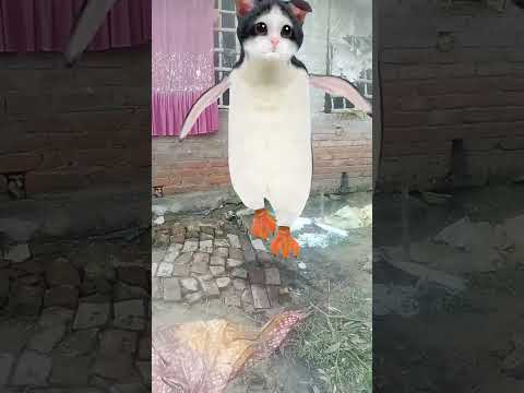 Cat 😺 funny 🤣 viral video 📸 trinding short 🙏