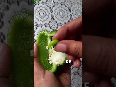 Capsicum inside Capsicum 🌶 #shorts #youtubeshorts #kevlogs