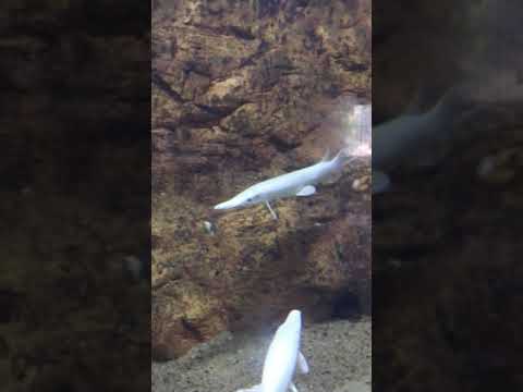 expensive and rare - platinum alligator gar fish