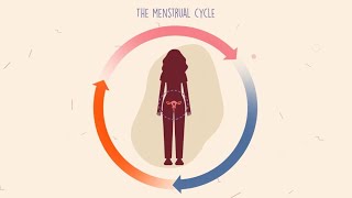 How does the menstrual cycle work?