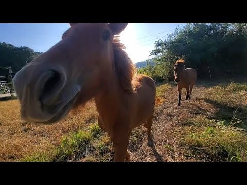 人間を追いかける馬２頭