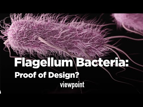 The Flagellum Bacteria: Proof of Design?