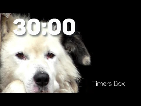 Unleash Your Focus! 30 Minute Dog Timer for Class, Study & Work (Woof-tastic Motivation!)