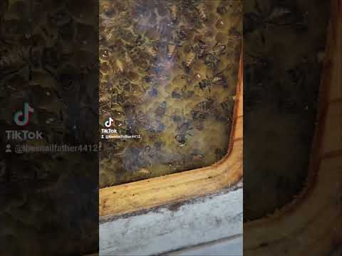 BEE WINDOW