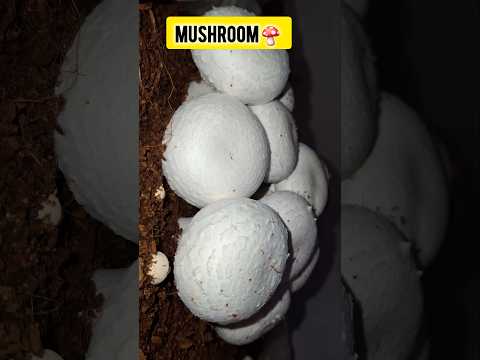 Mushroom farming in India Mushroom packing kaise karte hai #shorts