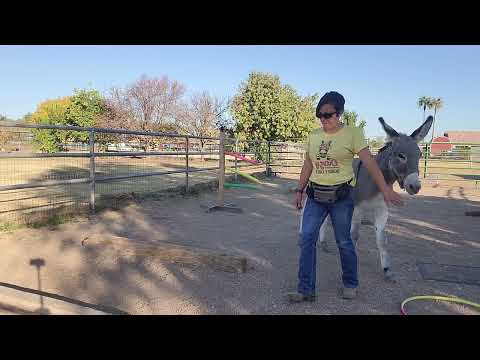 Working with Sancho over obstacles at liberty