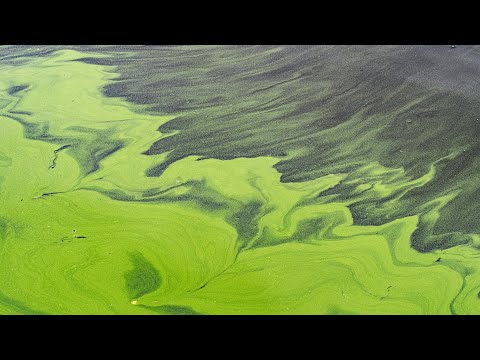 Did You Know: Algae Blooms | Encyclopaedia Britannica