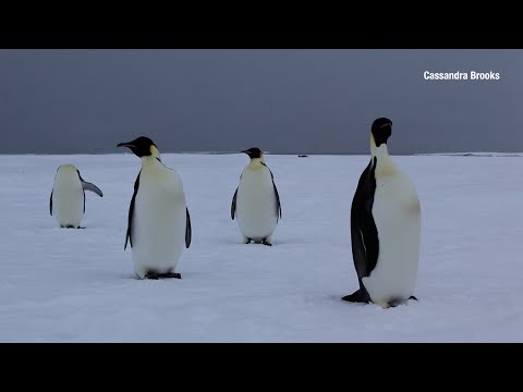 Protecting biodiversity in the Southern Ocean