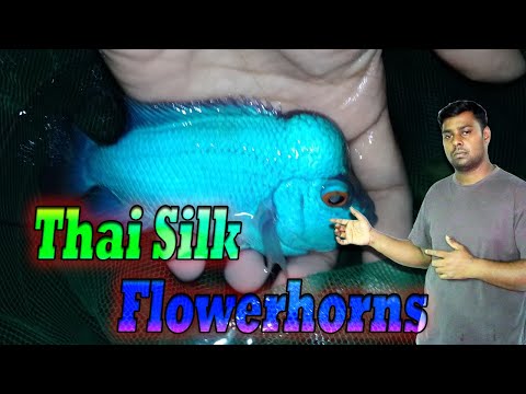 Thai Silk flowerhorn fish - Popular cichlids fish