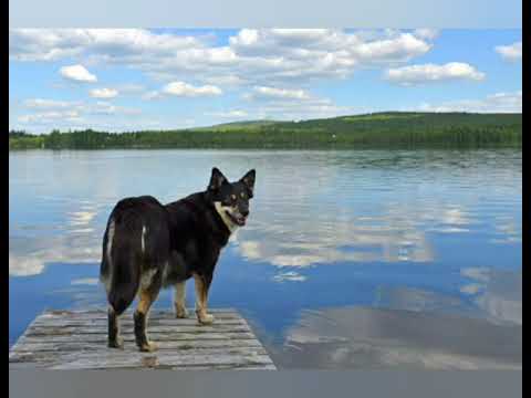 Lapponian herder