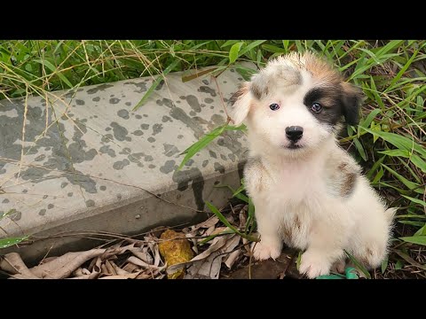 We Rescued a Fragile, Abandoned Puppy from a Trash Heap and Gave It the Love and Care It Deserved.