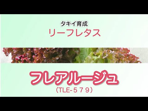 【野菜】「品種解説」リーフレタス　タキイ育成『フレアルージュ』