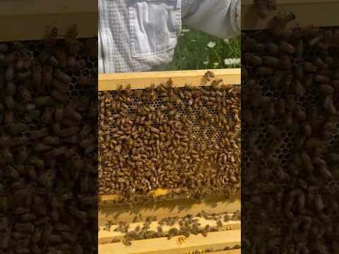 Papa and his helper #beekeeping #beekeeper #honeybees #shorts #homesteading