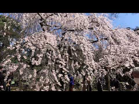 京都をウロウロ❣️   京都御苑  近衛邸跡 糸桜、出水の枝垂れ桜、桃林　Mar' １９／２０２３