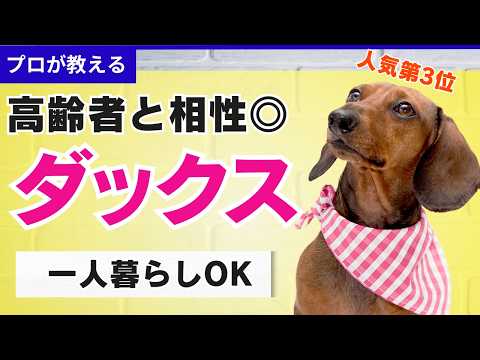 【徹底解説】ミニチュアダックスの飼い方！高齢者との相性バッチリ