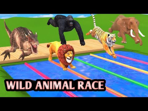 Learn Wild animal running race Zebra loin bear race video for kids | Animal sound video for kids fun