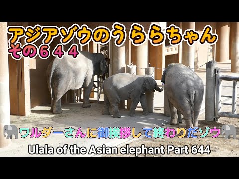 アジアゾウのうららちゃん（６４４）🐘ワルダーさんにご挨拶して終わりだゾウ🐘（東山動植物園）Ulala of the Asian elephant Part 644