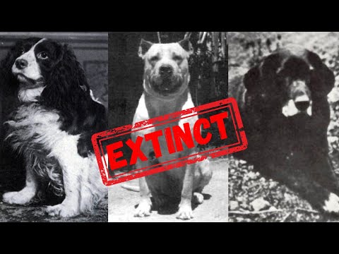 Dog Breeds That Went Extinct for WEIRD Reasons