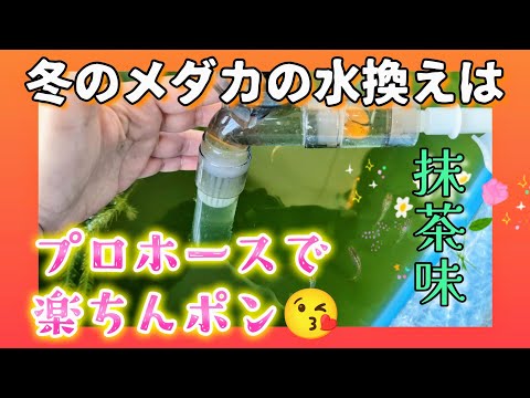 【メダカ】冬の水換えは楽ちんポン❗プロホースでゆったり部分換水😊抹茶色‪💚#越冬#めだか#飼育#餌やり#冬越し#12月#ビオトープ#グリーンウォーター