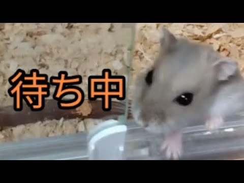 『待て』ができるハムスター（ピク）#ハムスター #hamsters #待て#ぶどう#可愛い#癒し#手乗りハムスター #cute