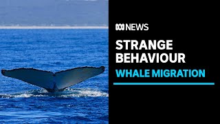 Marine researchers notice strange whale behaviour off Victoria's coastline | ABC News