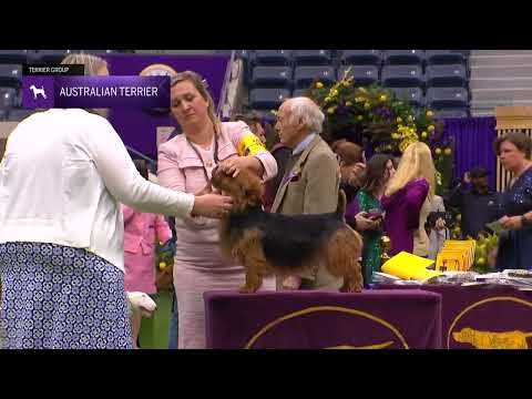 Australian Terriers | Breed Judging 2024