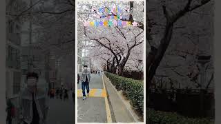 🇰🇷 Korea Life 🇰🇷 Jinhae 여좌천 🌸鎮海余佐川羅曼史橋🌸