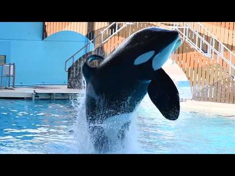 Orca Encounter (Full Show) - SeaWorld Orlando - July 14, 2024