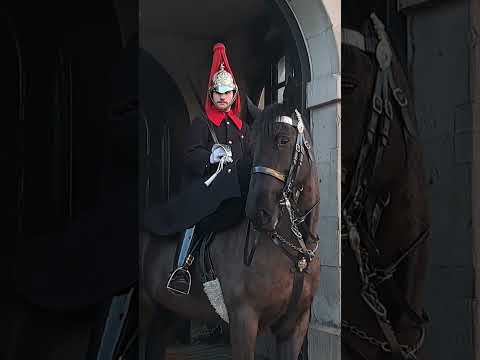 King's guards horse #king #guard #horse #london #india #ytshots @vichethediamonds#