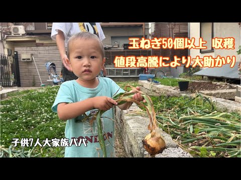 【子供7人大家族パパ】家庭菜園の玉ねぎを抜きます 玉ねぎ高騰につき高評価