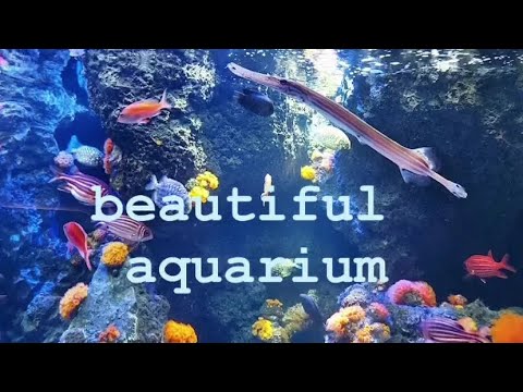 beautiful aquarium.