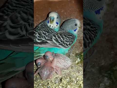 Budgie bird egg hatching Chicks Growth Day 12 #Viral #Shorts